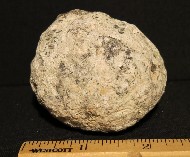 MC225 2.25 Inch Coconut Whole Geode